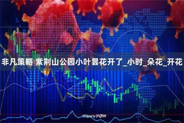 非凡策略 紫荆山公园小叶昙花开了_小时_朵花_开花